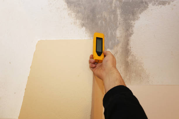 Best Basement Mold Removal  in Union City, IN