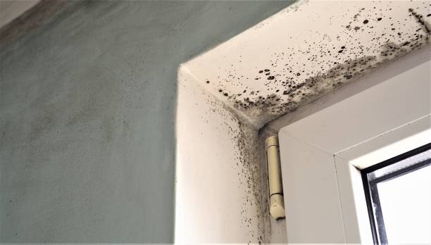 Best Biohazard Mold Removal  in Union City, IN
