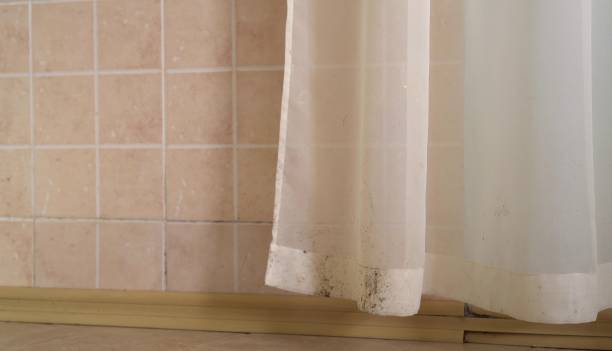 Best Mold Removal for HVAC Installations  in Union City, IN