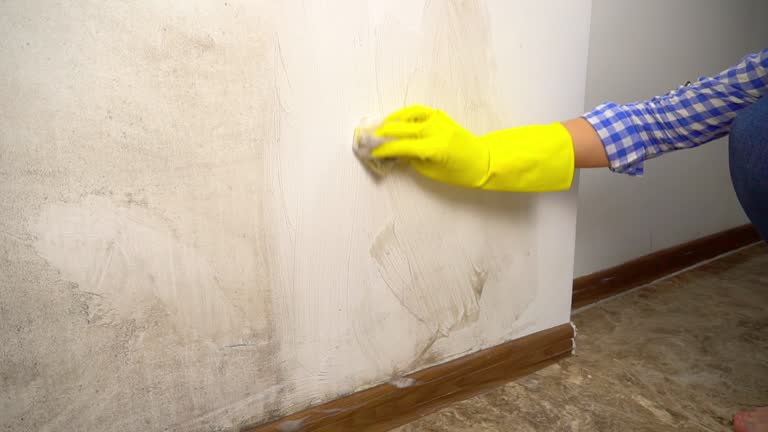 Best Emergency Mold Remediation  in Union City, IN
