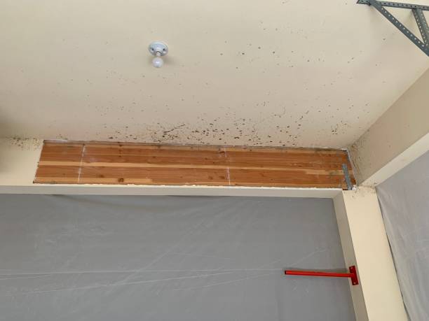 Best Crawl Space Mold Remediation  in Union City, IN