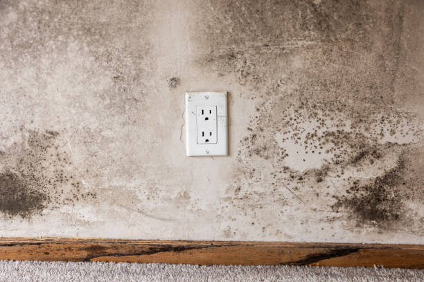 Best Black Mold Removal  in Union City, IN