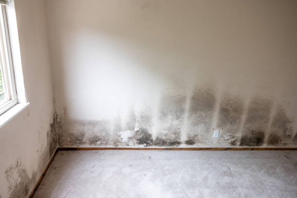 Best Mold Damage Restoration  in Union City, IN